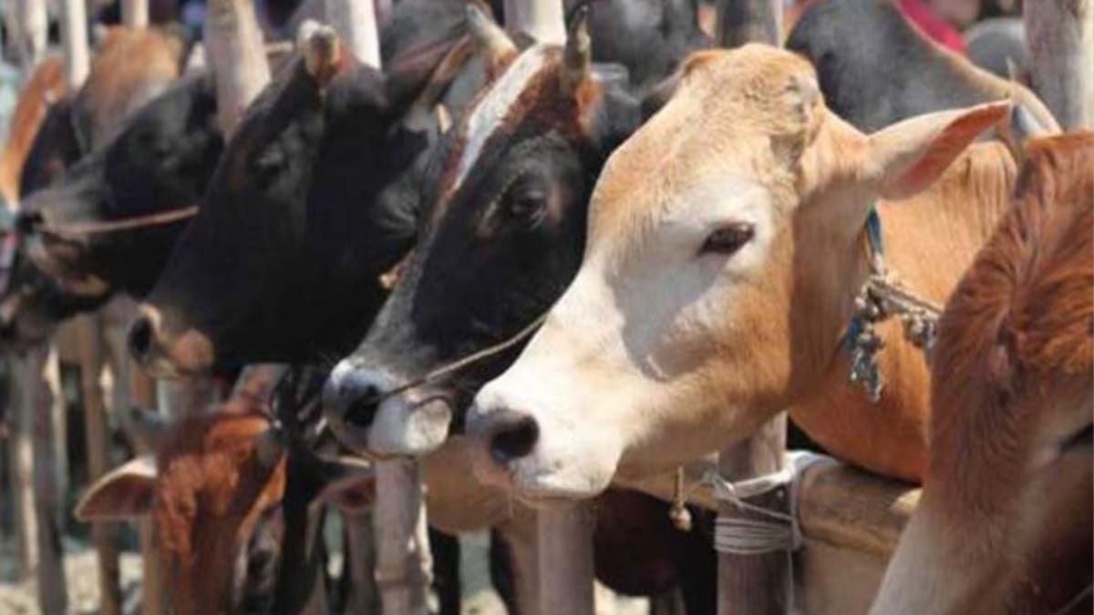 ​पटना बाईपास पर पुलिस की बड़ी कार्रवाई, दो दर्जन पशुओं के साथ ट्रक जब्त, दो तस्कर गिरफ्तार