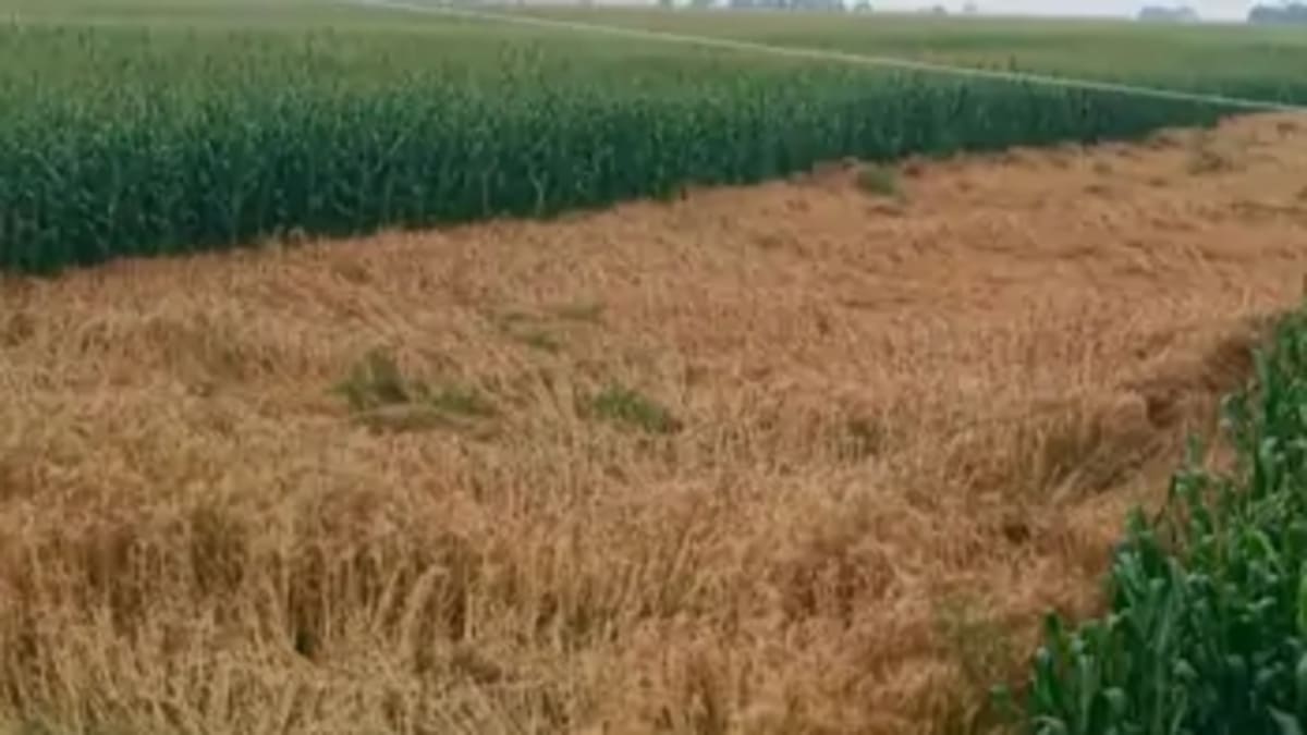 भागलपुर के हजारों किसानों की मेहनत पर फिरा पानी, आंधी-बारिश से 11 प्रखंडों में फसलें बर्बाद