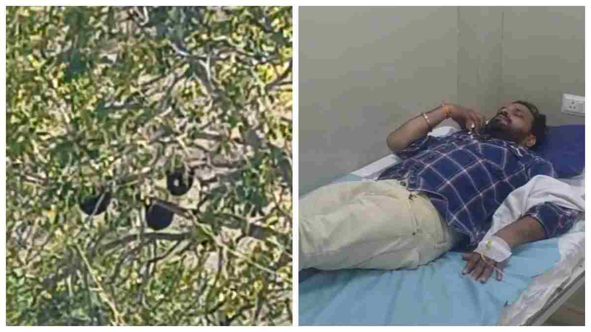 Barwani News: जल संवर्धन निरीक्षण के दौरान मधुमक्खियों का हमला, जिला पंचायत सीईओ सहित तीन घायल