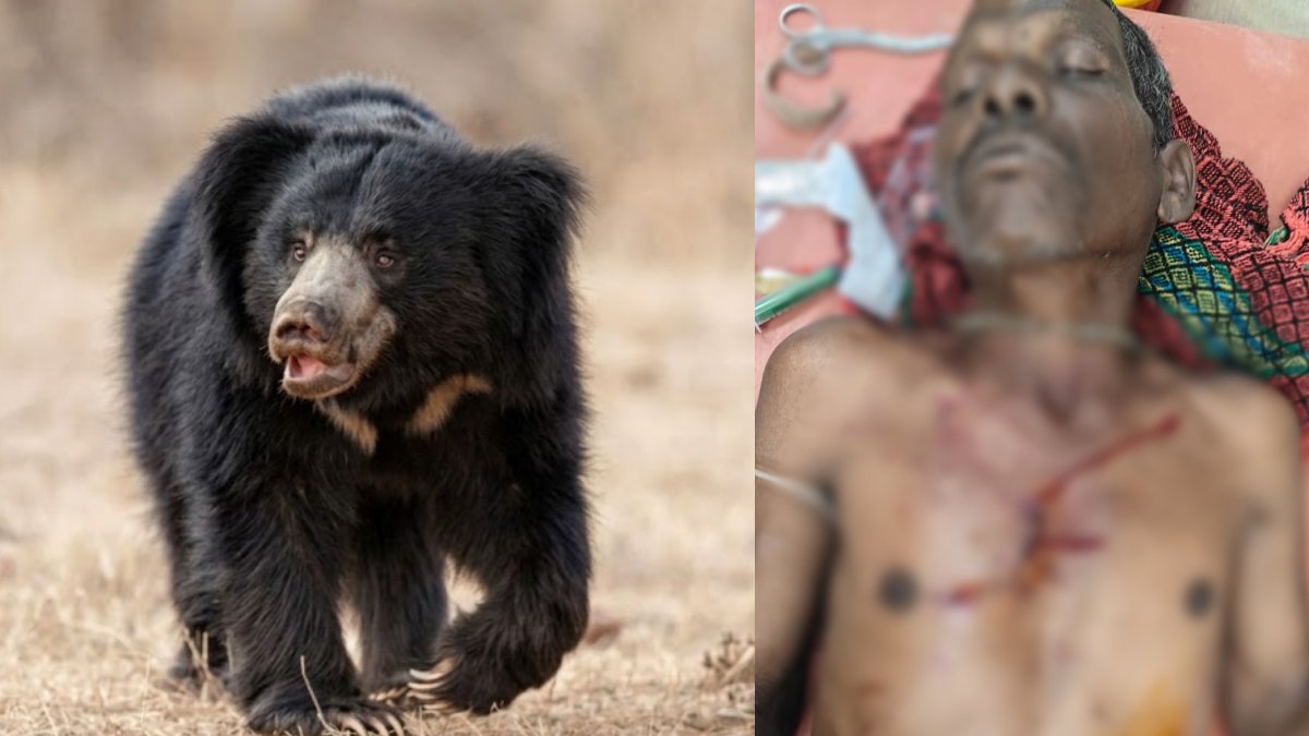 Bear Attack : महुआ बीनने गए दो ग्रामीणों पर भालू ने किया हमला, एक की हालत गंभीर