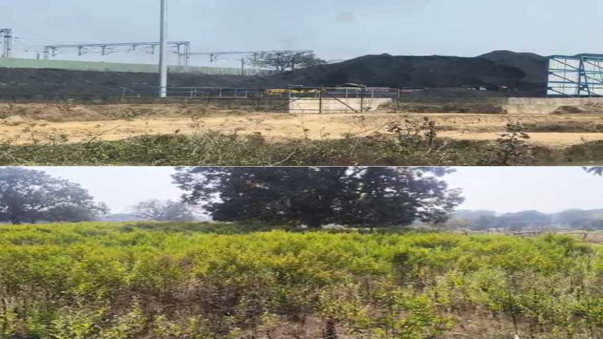 कोल यार्ड के प्रदूषण से फसल बर्बादः आसपास के लोगों को दमा की शिकायत, पर्यावरण विभाग ने लगाया डेढ़ करोड़ का जुर्माना, तो संचालक पहुंचा कोर्ट