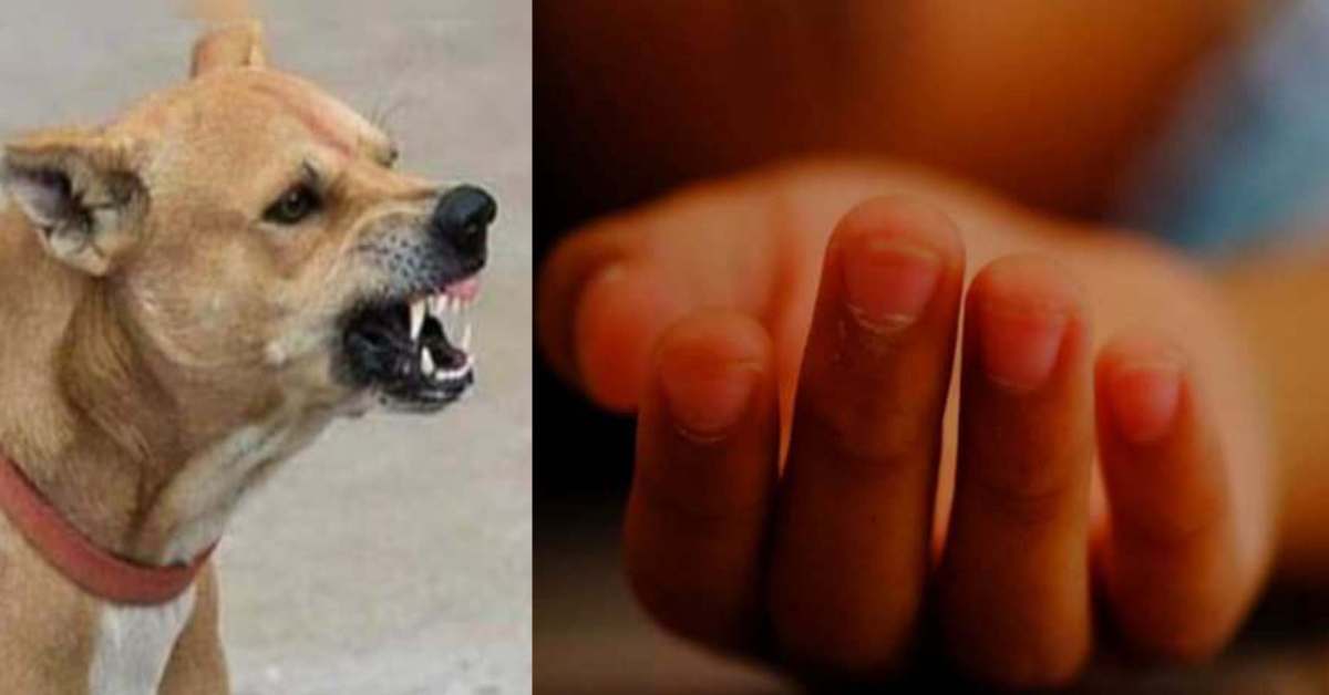 कुत्ते बने कालः 7 साल की बच्ची पर कुत्तों के झुंड ने किया हमला, बदन को नोंचकर ले ली जान, मंजर देख कांप उठी लोगों की रूह