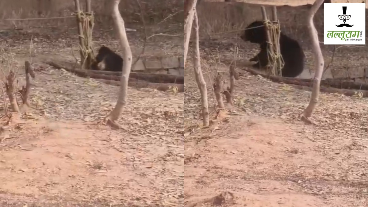 VIDEO : कुएं में गिरा भालू, वन विभाग ने सीढ़ी की मदद से निकाला बाहर