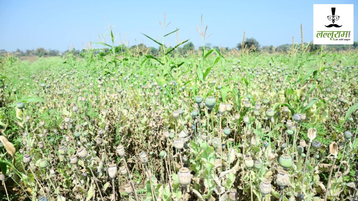 CG News : भाजपा नेता के खेत से 8 करोड़ का अफीम जब्त, मक्के के बीच पांच एकड़ से अधिक में उगाई थी फसल