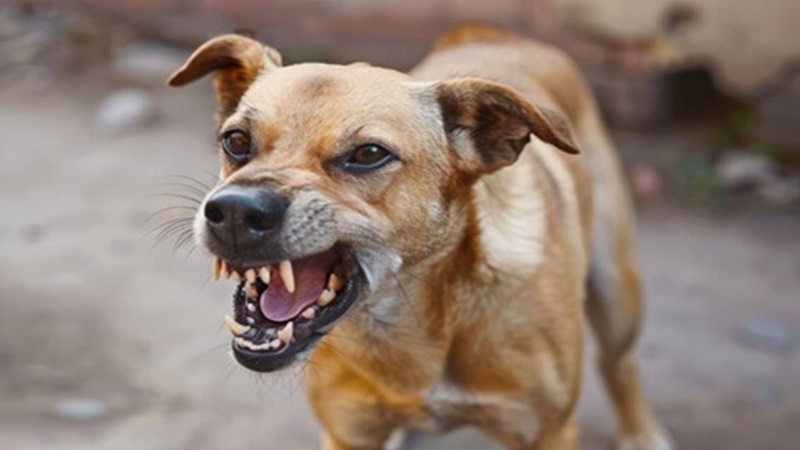 Rajasthan Dog Bite Case: सावधान! राजस्थान में खूंखार हुए गली के कुत्ते, 2025 में रिकॉर्ड तोड़ मामले, जयपुर-खैरथल के आंकड़े उड़ा देंगे होश