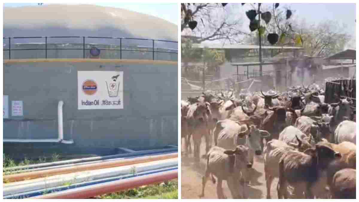 मिडिल ईस्ट युद्ध के बीच LPG संकट: ग्वालियर की लालटिपारा गौशाला CBG प्लांट को बढ़ावा देने की तैयारी, उत्पादन 1200 से 1800 किलो तक करने की मांग