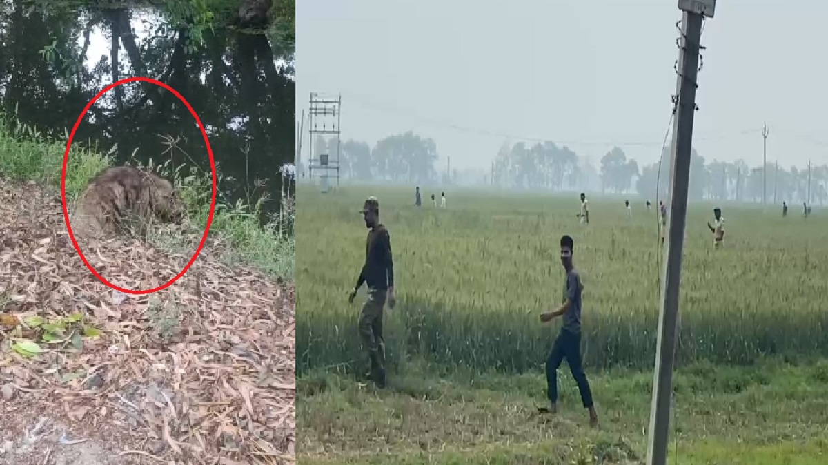 रोहतास में लकड़बग्घों का झुंड दिखने से ग्रामीणों में दहशत का माहौल, वन विभाग ने चलाया रेस्क्यू अभियान