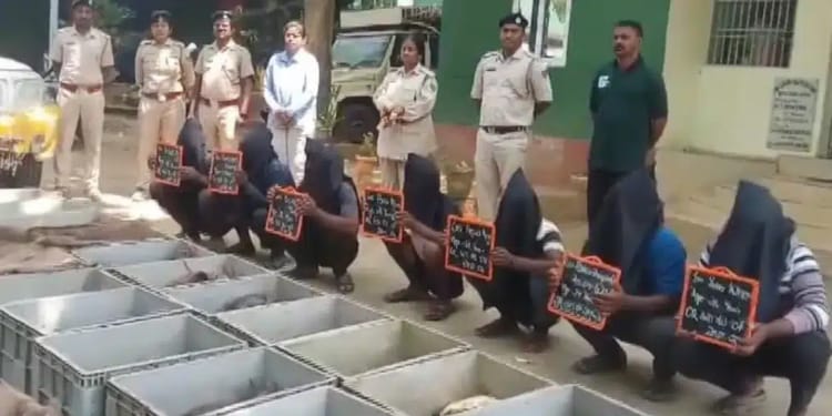 मलकानगिरी में वन विभाग की बड़ी कार्रवाई: 631 कछुए बचाए, तस्करी के आरोप में 7 गिरफ्तार