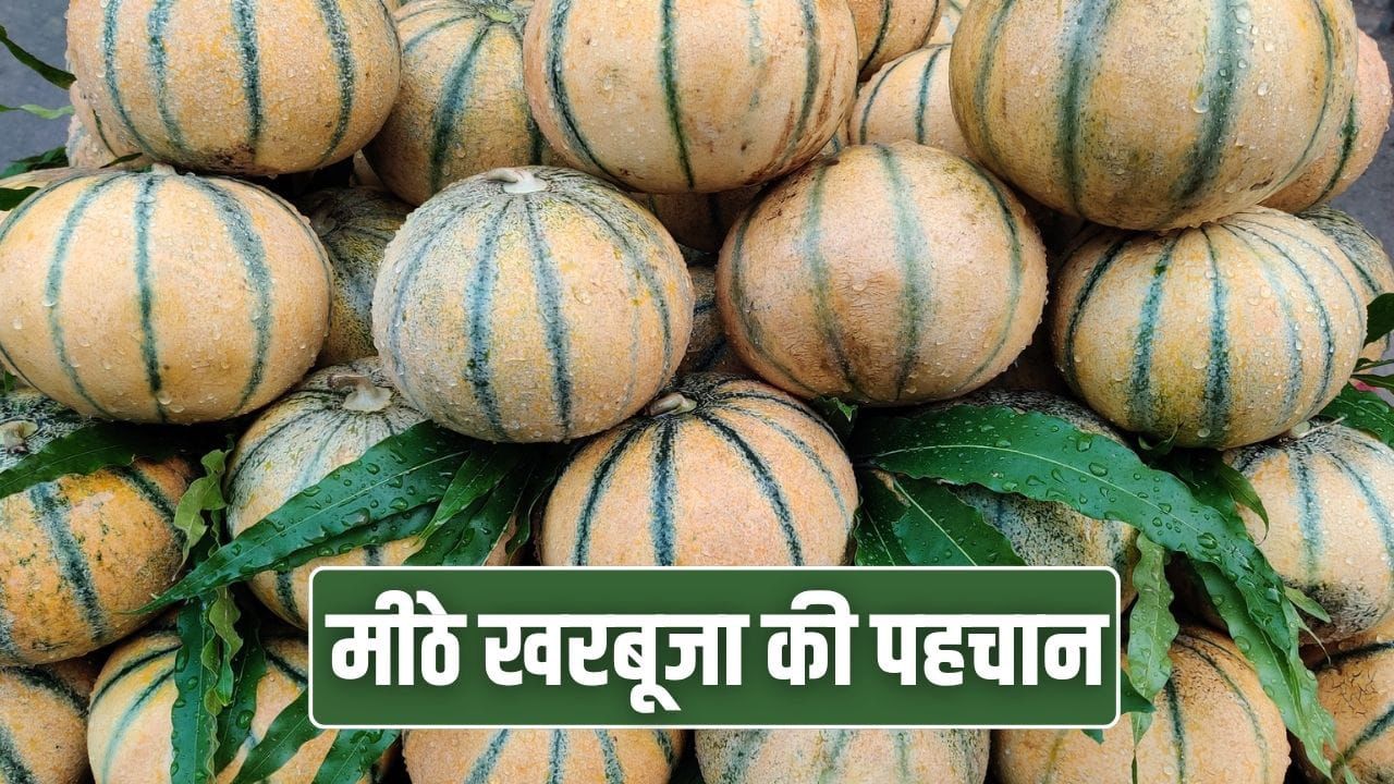Sweet & Juicy Melon Tips: इन आसान ट्रिक्स से हर बार खरीदें मीठा खरबूजा