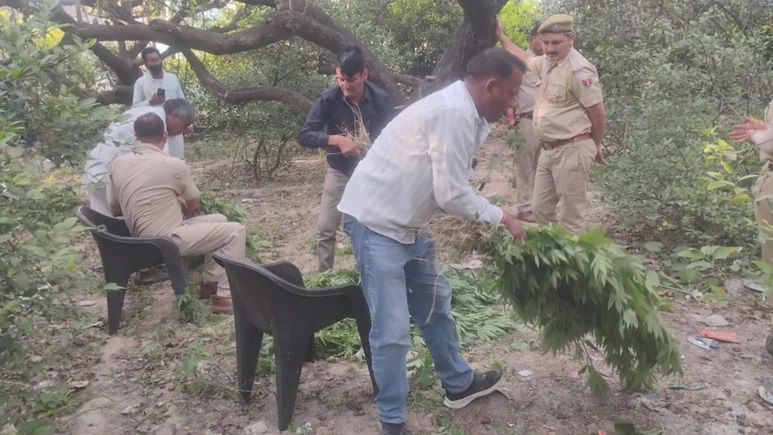 Jaipur News: नींबू और बेर के पेड़ों के बीच छिपे थे 1500 से ज्यादा पौधे, पुलिस का छापा देख उड़े होश