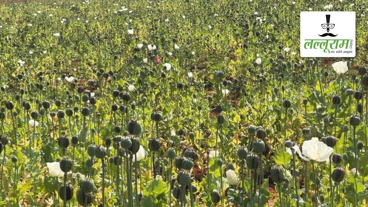 बड़ी खबर: बलरामपुर में फिर मिली अवैध अफीम की खेती, प्रशासन में हड़कंप, सीमावर्ती गांवों में बढ़ाई गई सर्चिंग