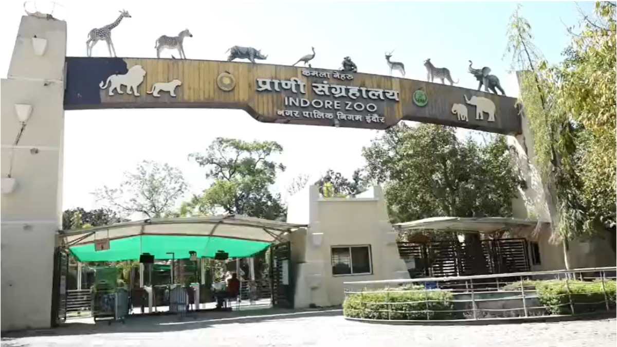 इंदौर चिड़ियाघर में खुशखबरीः 14 वर्षीय मेघा शेरनी ने 3 शावकों को दिया जन्म, जू में शेरों की संख्या हुई 13