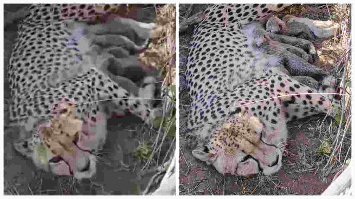 कूनो नेशनल पार्क से फिर आई खुशखबरी: चीता ज्वाला ने 5 शावकों को दिया जन्म, भारत में संख्या हुई 53  