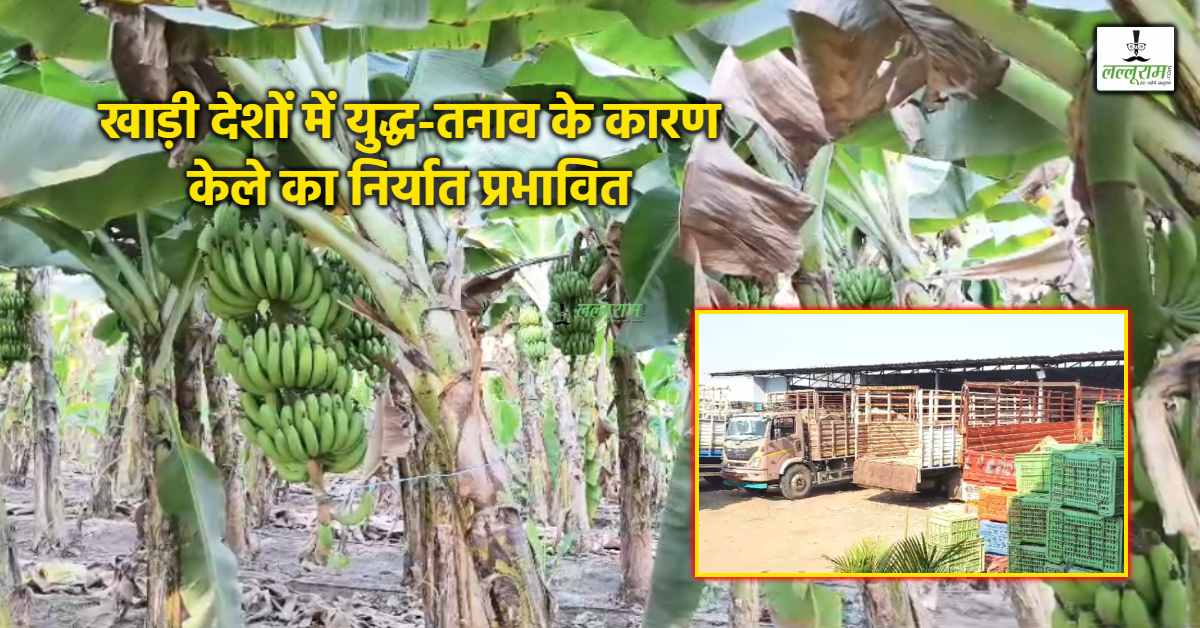 केले की मिठास पर युद्ध का कहर: ईरान-इजरायल वार से निर्यात रुका, बड़वानी के किसान परेशान