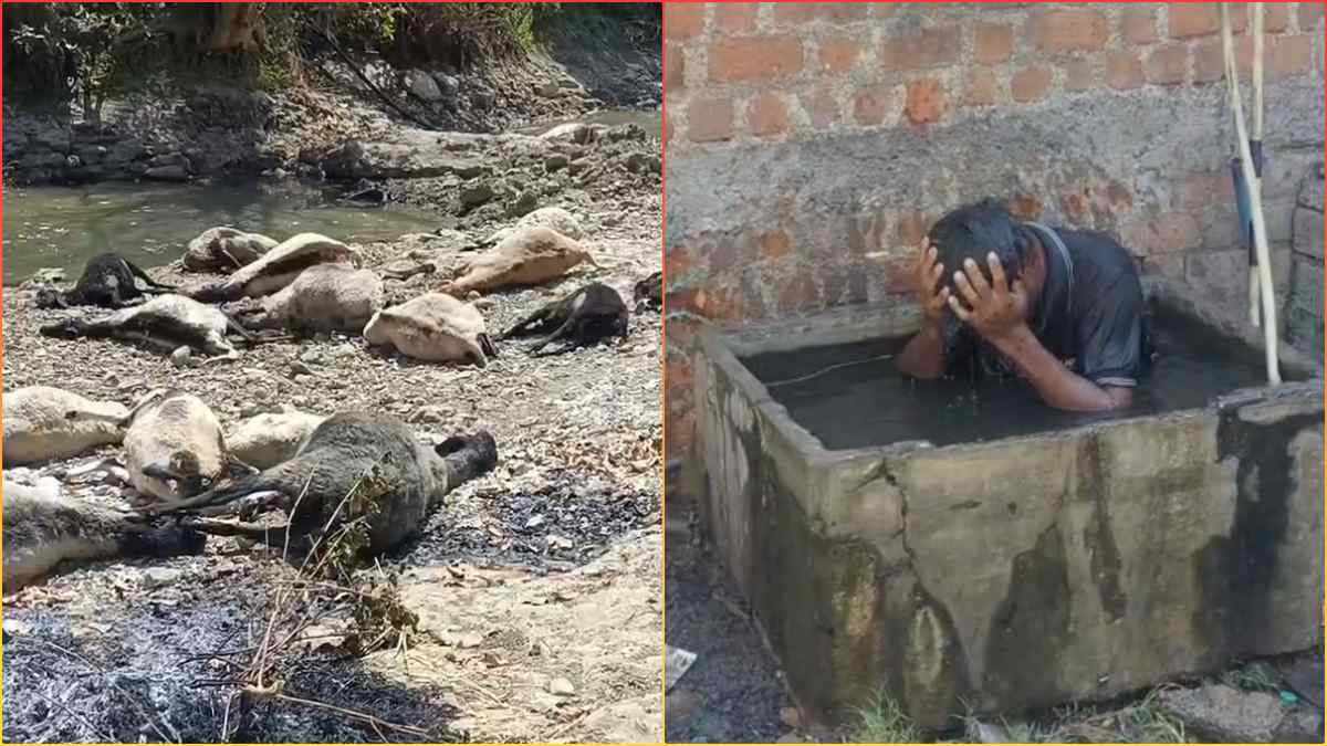 MP में मधुमक्खियों ने मचाया तांडव: शाजापुर में 24 भेड़ की मौत, बैतूल में युवक 1KM तक दौड़कर काटा, पानी की टंकी में छिपने पर भी मारते रहे डंक, इस जिले में 5 से ज्यादा को काटा