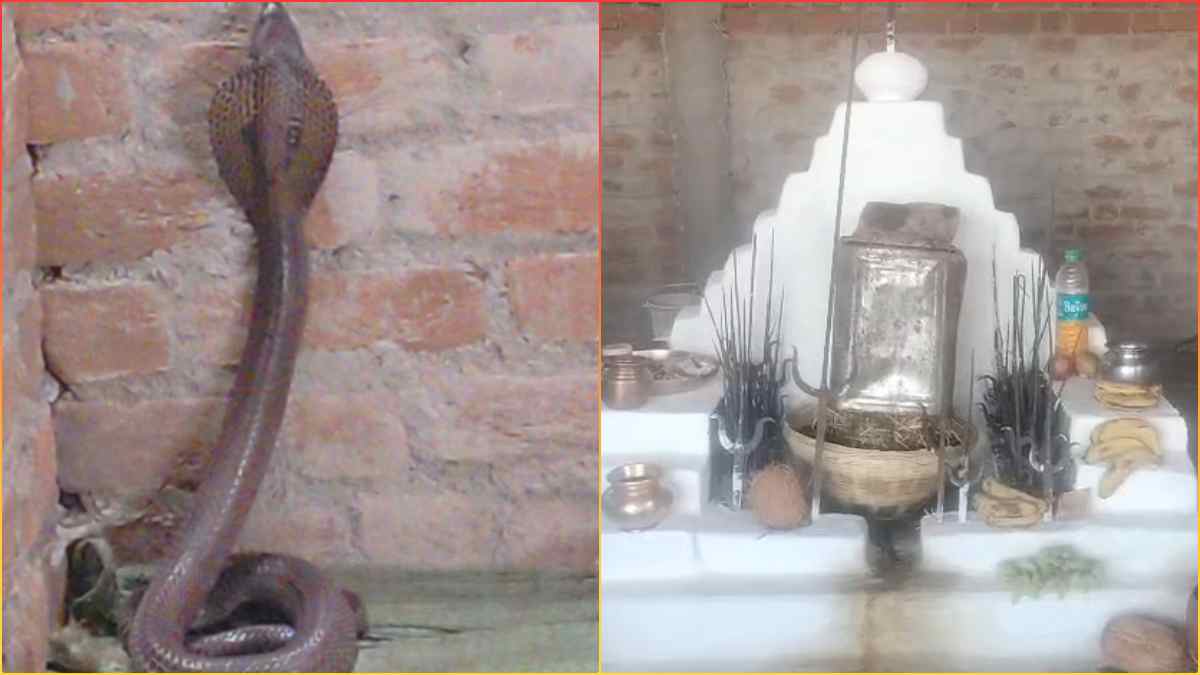 आस्था या अंधविश्वास? मंदिर में नाग दिखा तो उमड़ पड़े ग्रामीण, चमत्कार मानकर करने लगे पूजा