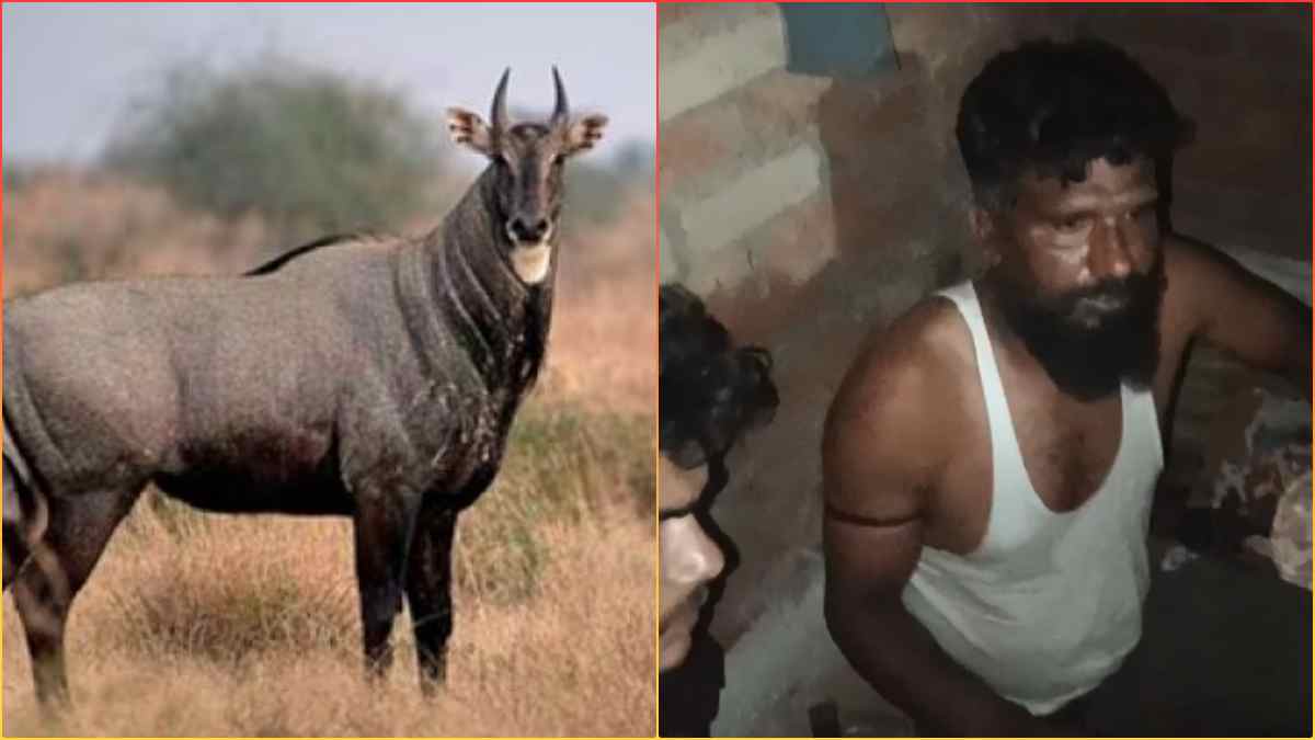 नीलगाय का शिकार कर ढाबों में बेच रहे थे मांस, वन विभाग ने गैंग के 2 आरोपियों को किया गिरफ्तार, सिर, चमड़ी समेत 50 किलो मांस बरामद