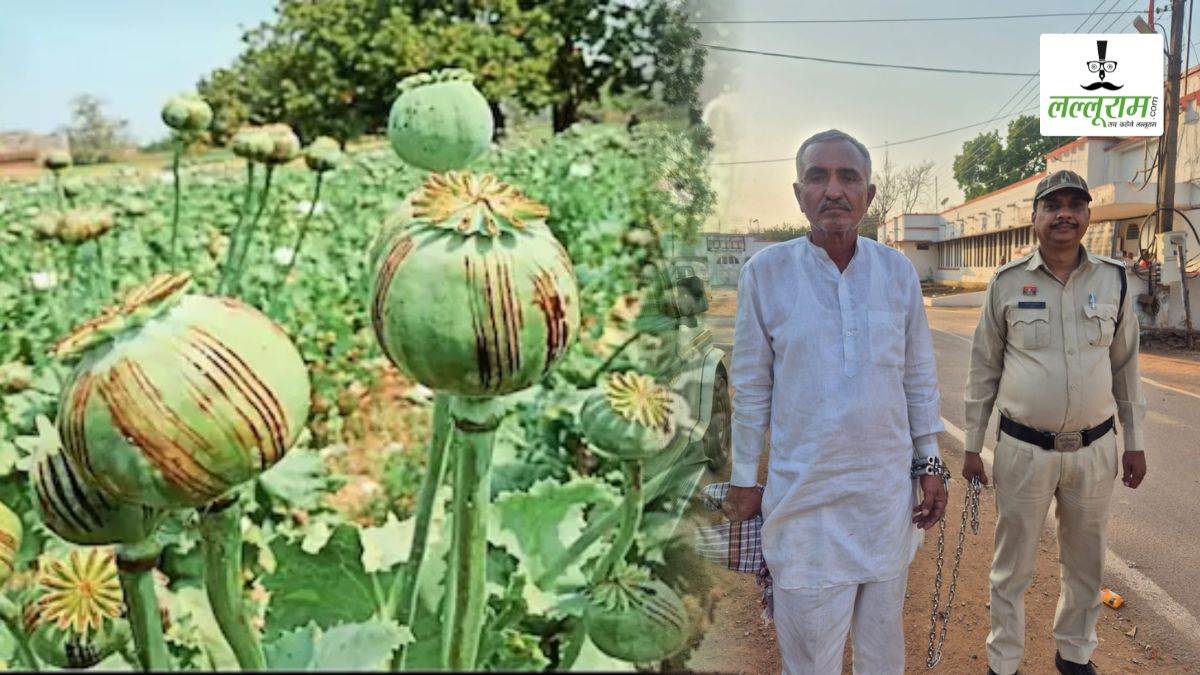 छत्तीसगढ़ में अफीम की खेती: पुलिस ने बीज सप्लाई करने वाले को राजस्थान से किया गिरफ्तार, 3 आरोपी पहले ही जा चुके हैं जेल