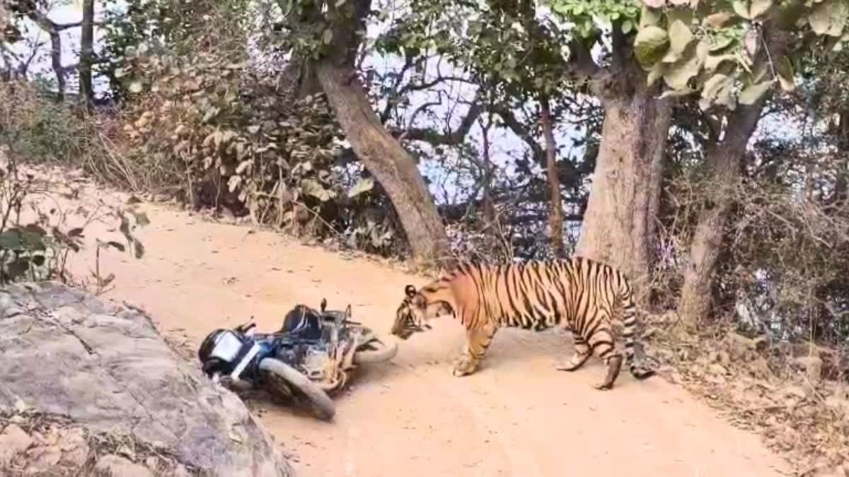 Ranthambore National Park: हलक में अटक गई सांसें जब वनकर्मियों के सामने अचानक आ गया बाघ, वनकर्मियों ने बाइक छोड़ भागकर बचाई जान