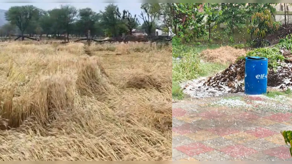 Rajasthan Weather: बीकानेर में भारी बारिश से फसलें तबाह, सीएम भजनलाल का बड़ा फैसला