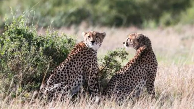 Rajasthan News: राजस्थान के कोटा में चीते की एंट्री, कूनो से निकलकर सुल्तानपुर पहुंचा मादा चीता आशा का शावक KP-2