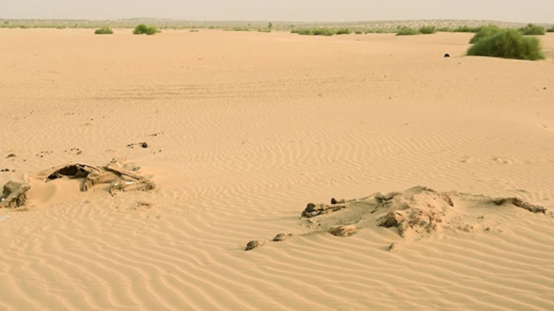 Rajasthan News: राजस्थान में मार्च में ही मई जैसी तपिश; बाड़मेर में पारा पहुंचा 38.8, अगले 7 दिन बरसेंगे अंगारे