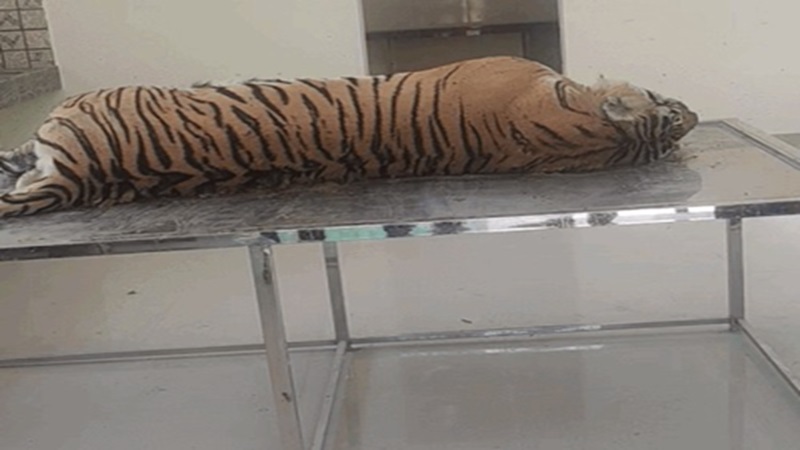 Rajasthan News: रणथंभौर में बाघिन टी-94 की मौत, वन क्षेत्र में मिला शव