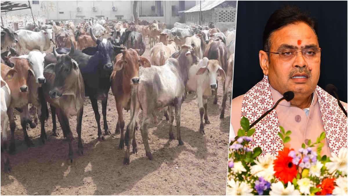 Rajasthan News: ग्रामीण अर्थव्यवस्था को मिलेगी रफ्तार: राजस्थान सरकार लाएगी गौ सेवा नीति-2026, गेहूं पर बोनस का भी ऐलान