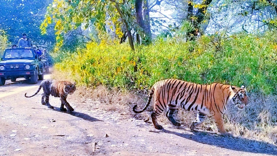 Ranthambore Safari New Rates 2026: रणथंभौर में बाघों का दीदार हुआ महंगा, 1 अप्रैल से बदल गए सफारी के रेट, देखें नई लिस्ट