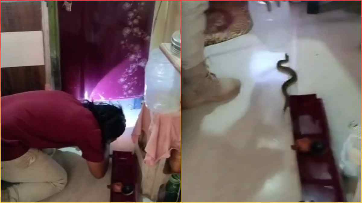 AC की हवा लेने पहुंचे गर्मी से बेहाल जनाब, फ्रिज के नीचे आराम फरमा रहे रसेल वाइपर को देख उड़ गए होश