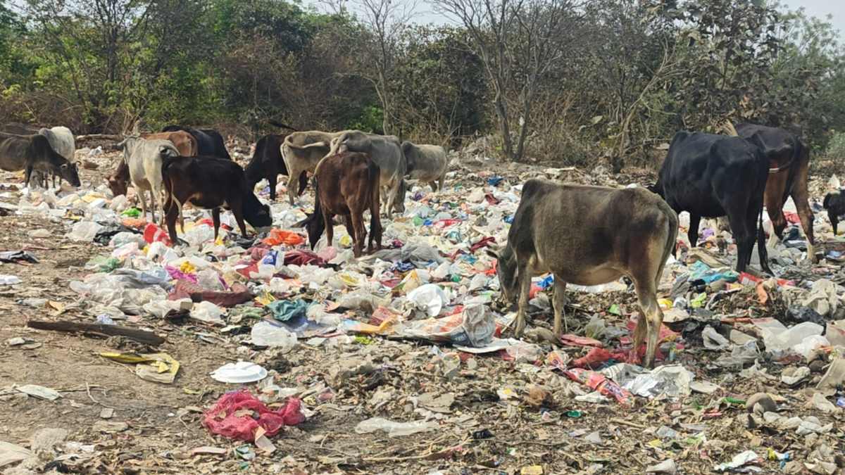 SECL की लापरवाही बनी गौवंश के लिए काल: केमिकल पानी के बाद अब कचरा बना जानलेवा जाल, प्लास्टिक युक्त कचरा खा रहे गौवंश