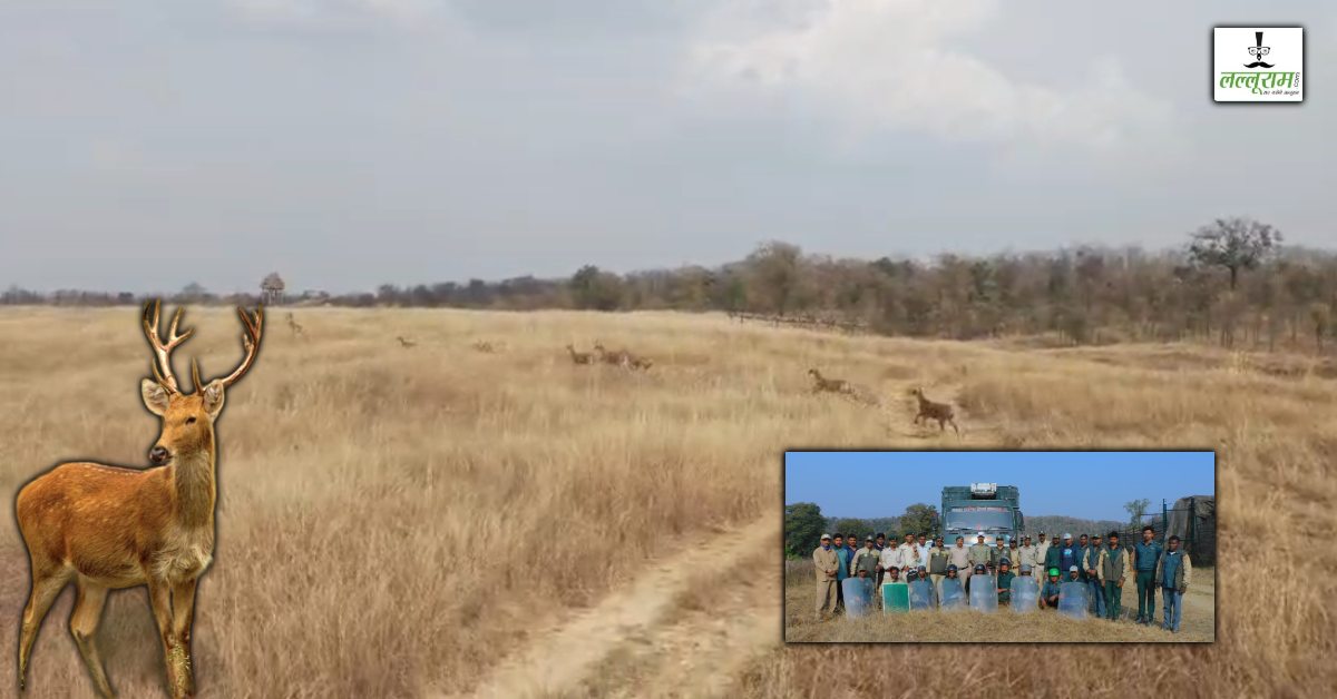 सतपुड़ा टाइगर रिजर्व में बढ़ी रौनक: 15 बारहसिंगों को मिला नया घर, अब तक 1800 चीतल भी लाए गए