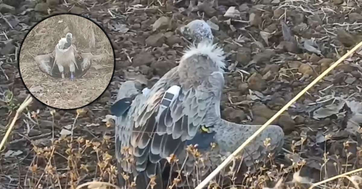 सिवनी में GPS और कैमरा लगा ‘गिद्ध’ मिला, ग्रामीणों में मचा हड़कंप; वन कर्मचारियों के मौके पर पहुंचने पर हुआ ये खुलासा