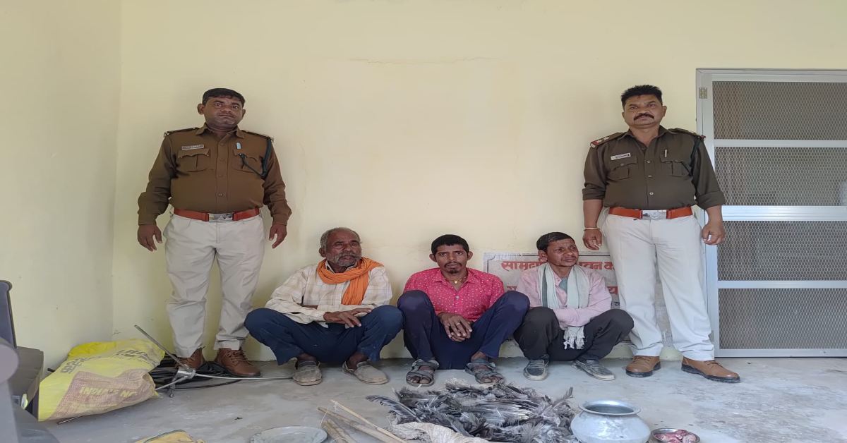 सिंगरौली में वन विभाग का एक्शन: करथुआ में मोर का अवैध शिकार, तीन आरोपी गिरफ्तार