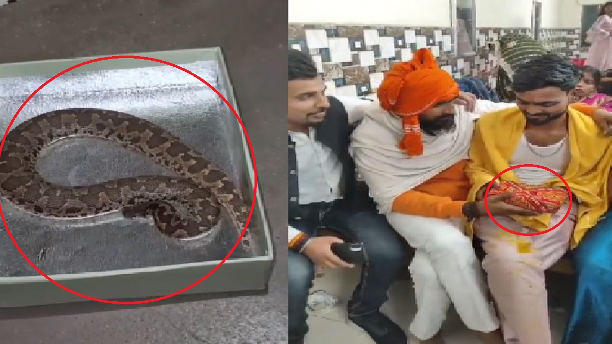 दूल्हे ने मिठाई समझकर खोला डिब्बा, अंदर निकला जिंदा सांप, VIDEO वायरल