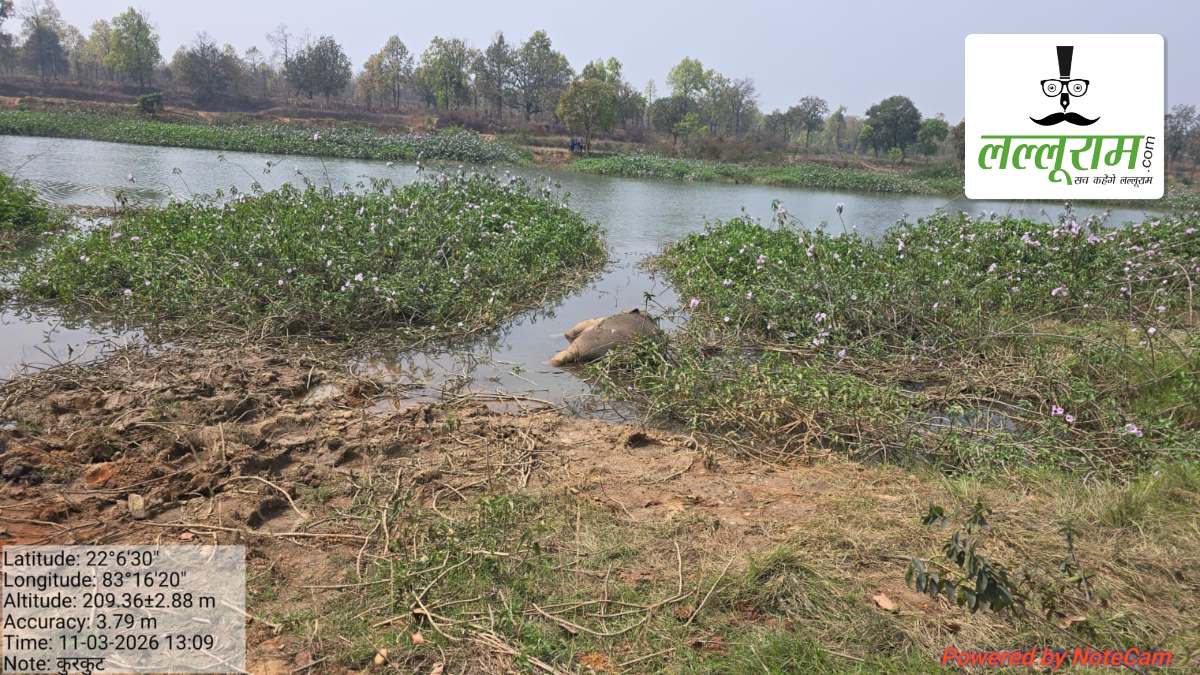 नदी में तैरते मिले दो हाथियों के शव, इलाके में मचा हड़कंप, जांच में जुटा वन विभाग