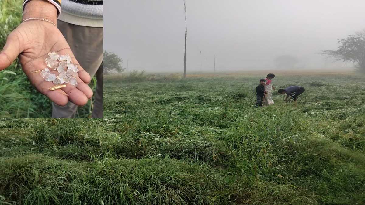 बेमौसम बारिश और ओलावृष्टि का कहरः खेतों में खड़ी फसल को नुकसान, किसानों को 50% नुकसान की आशंका