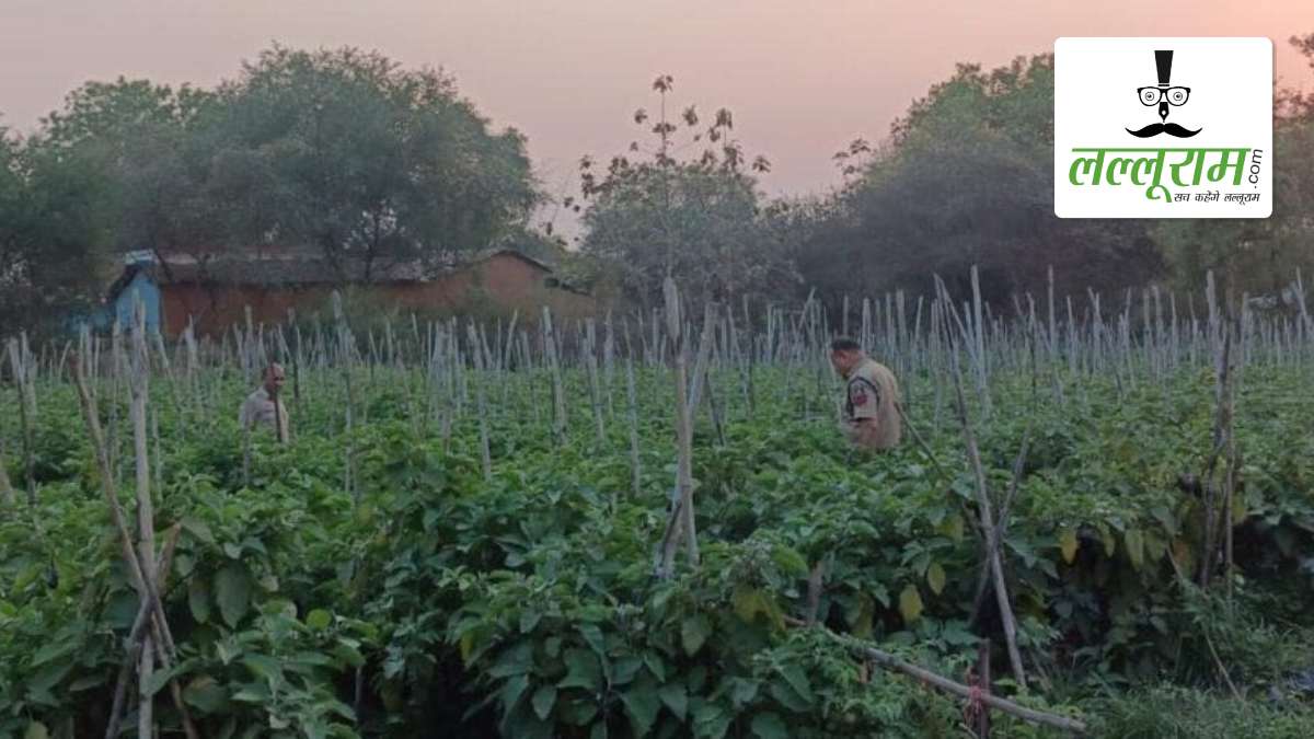 अफीम की अवैध खेती मिलने के बाद अलर्ट मोड में पुलिस: जिलेभर के खेतों और फार्म हाउसों में जांच तेज, गन्ना, भुट्टा और केला जैसी फसलों की ली जा रही तलाशी