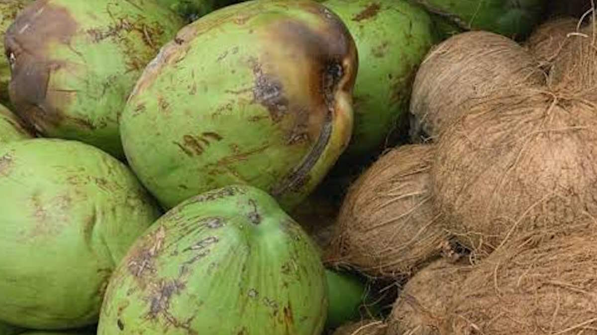 नारियल खरीदते समय रखें इन बातों का ख्याल, हमेशा मिलेगा ज़्यादा पानी और मलाई वाला नारियल…