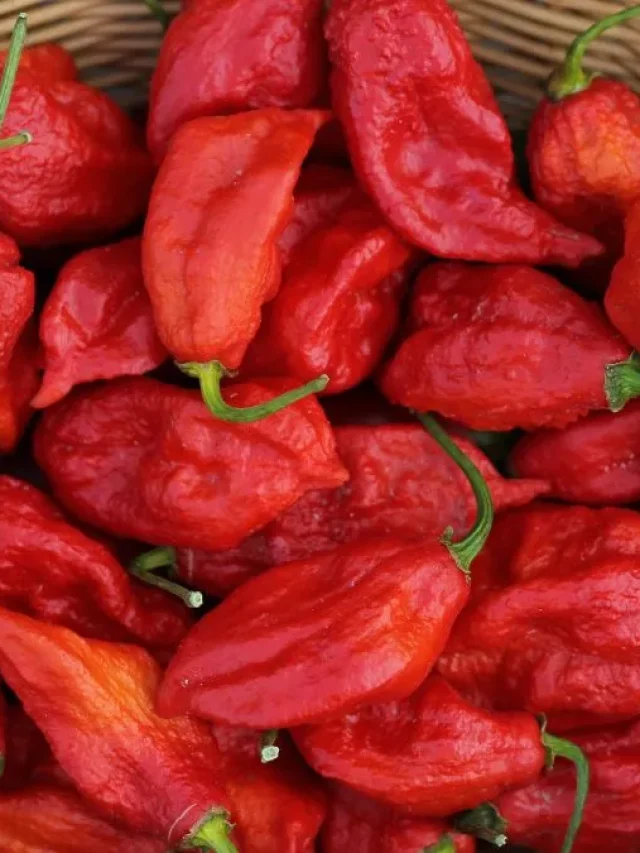 ये हैं भारत की सबसे तीखी मिर्च:  खाना तो छोड़े, छूने से भी डरेंगी आप