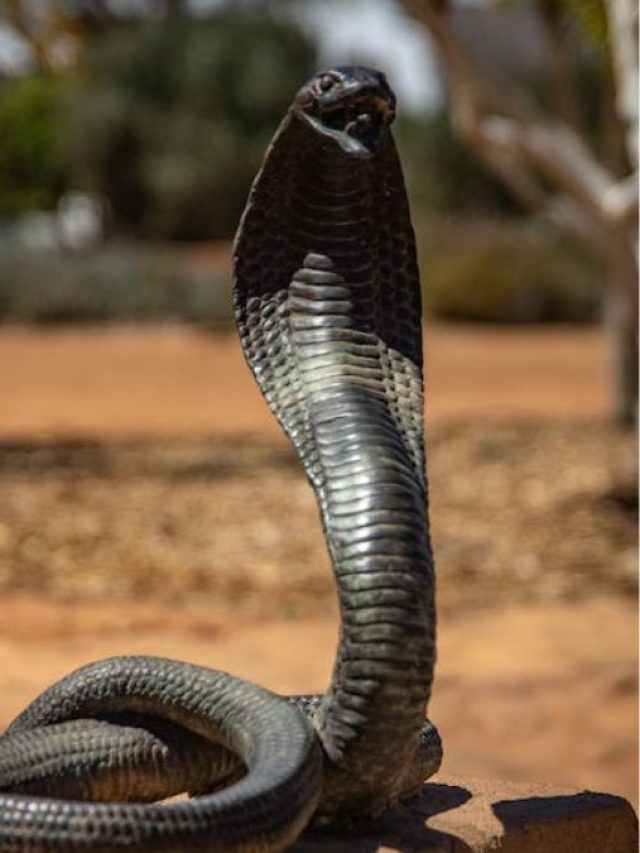 घर में पाल रखे थे 50 विदेशी सांप, रेव पार्टी में एक बार डसवाने का लेते 50 हजार