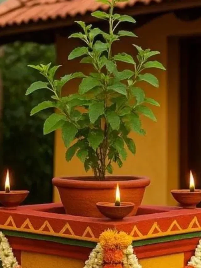 तुलसी की पूजा किस समय करनी चाहिए और दीपक जलाने के लिए कौन सा टाइम है सही जानिये…