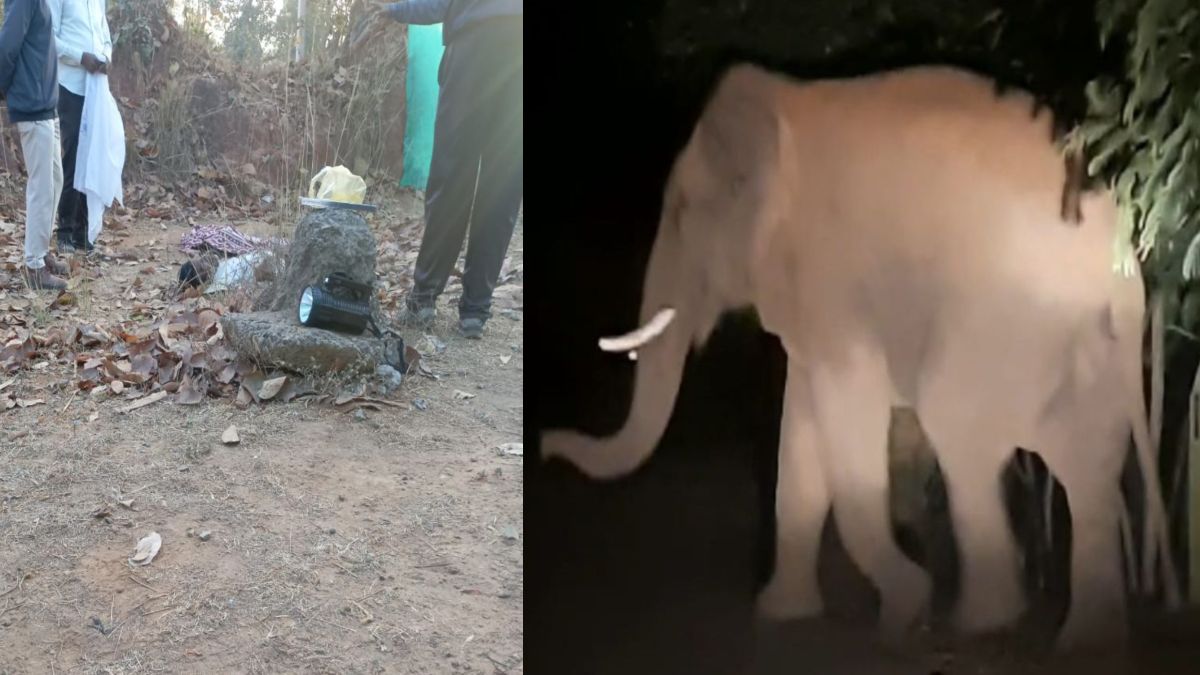 Elephant Attack : उपार्जन केंद्र में घुसा हाथी, मंडी प्रभारी को हमला कर उतारा मौत के घाट, पत्नी ने भागकर बचाई जान