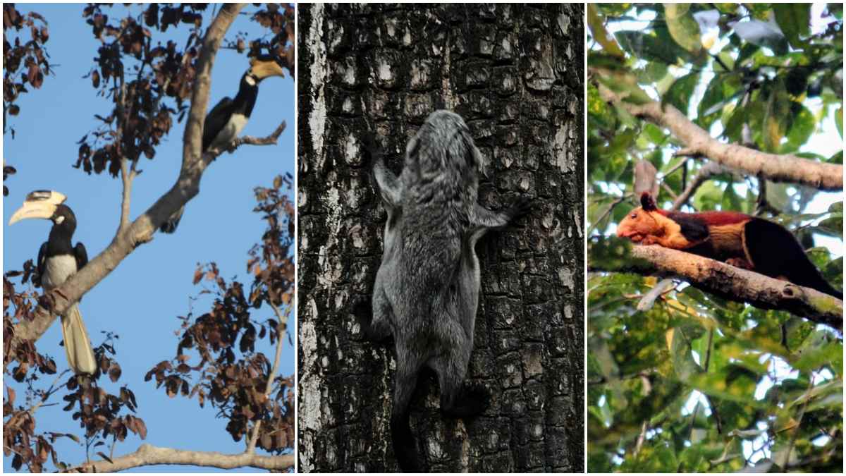 एआई और पारंपरिक ज्ञान से उदंती सीतानदी टाइगर रिजर्व बना पश्चिमी घाट और हिमालयी वन्यजीवों के लिए नया आश्रय