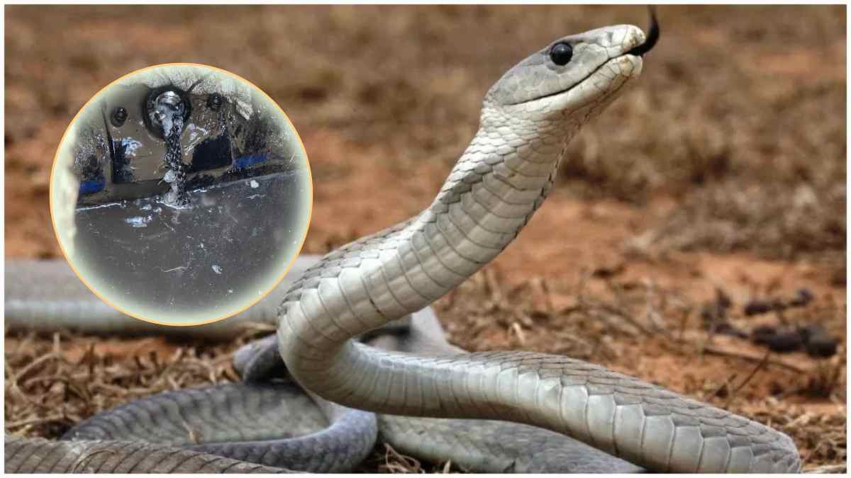MP के इस जिले में होने वाली थी इंदौर जैसी ‘जल त्रासदी’, पानी के नल कनेक्शन से निकला मरा हुआ सांप, तेज बदबू आने पर खुला राज