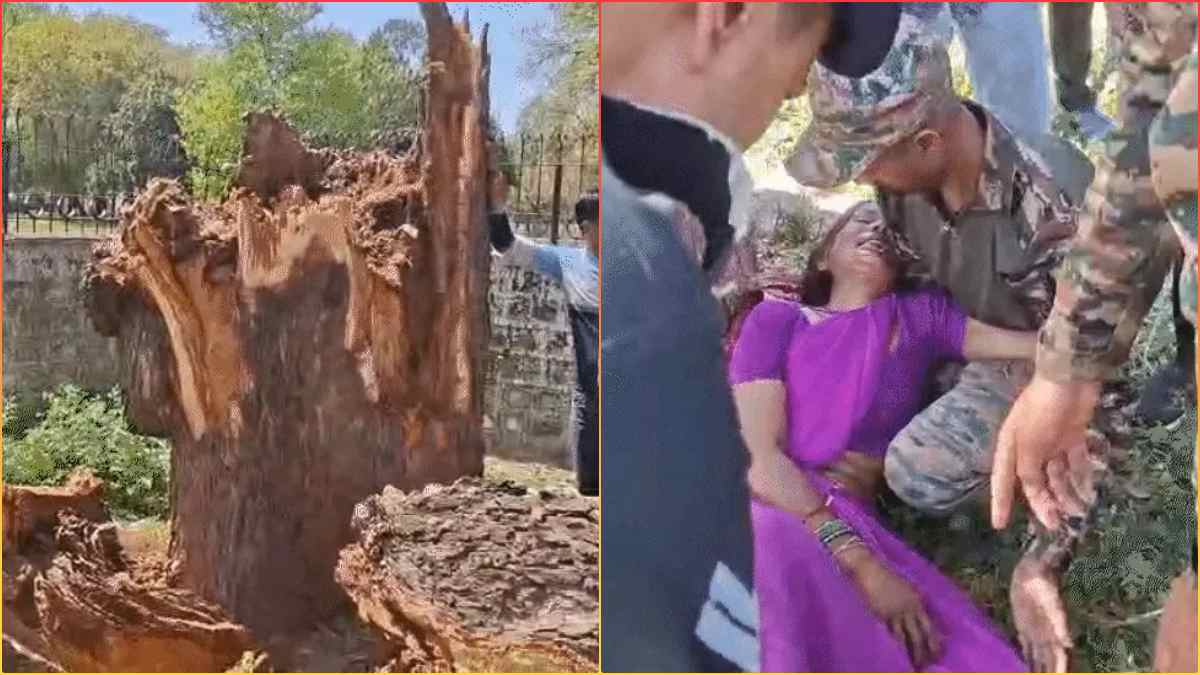 रास्ते से जा रहे लोगों पर गिरा 50 साल पुराना पेड़, महिला समेत 6 घायल, छात्रा गंभीर