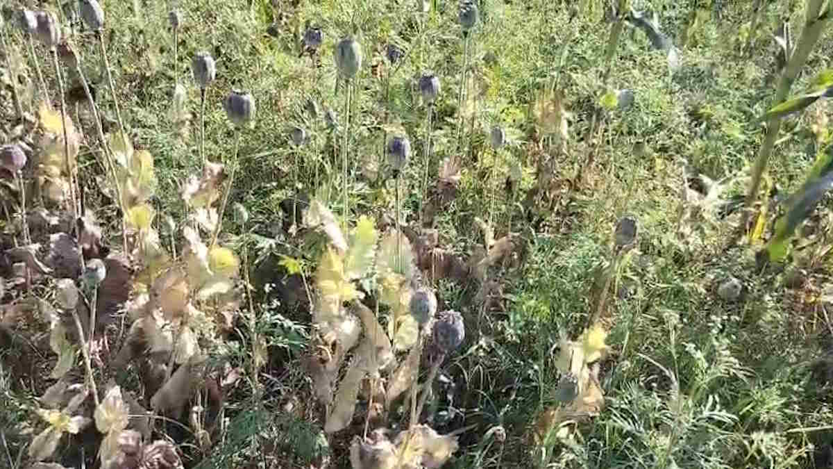 भुट्टे के साथ हो रही थी अफीम की खेती, पुलिस ने की छापामार कार्रवाई, एक संदिग्ध को हिरासत में लेकर की जा रही पूछताछ…