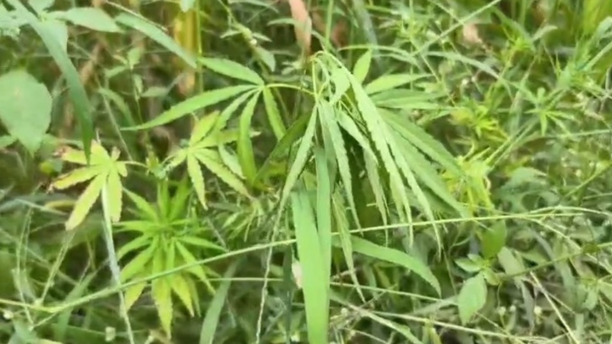 छत्तीसगढ़ : अफीम के बाद अब गांजे की खेती का खुलासा, मक्के के बीच लगाई थी फसल, 2 आरोपी गिरफ्तार
