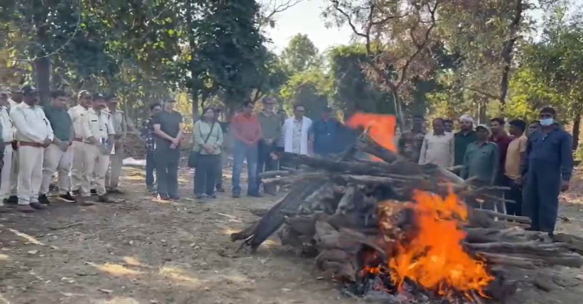 पेंच टाइगर रिजर्व की बाघिन पीएन 20 की मौतः लंगड़ी बाघिन के नाम से फेमस और विश्वविख्यात ‘कॉलरवाली’ बाघिन की बहन थी, सम्मानपूर्वक दी गई विदाई