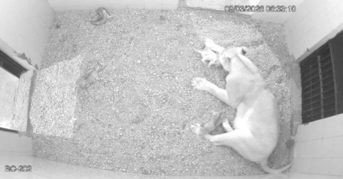 ‘शेरों के सोहर गाओ!’ इटावा लायन सफारी में बढ़ा शेरों का कुनबा, नीरजा ने तीसरी बार शावकों को दिया जन्म